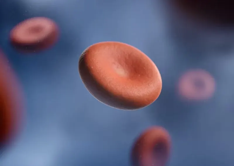 Illustration of red blood cells